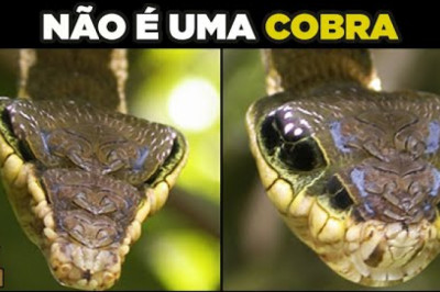 8 coisas incríveis que animais fazem e Você Não Sabia